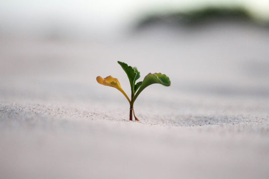 Breaking Free from Self-Limiting Beliefs: 11 Strategies for Personal Growth and Transformation
