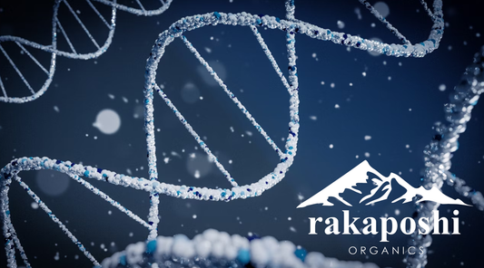 Unlocking Nutrient Power: How Shilajit Boosts Absorption