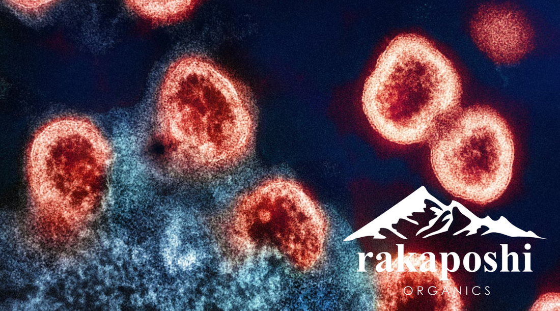 shilajit boosts immune system