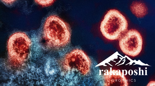 shilajit boosts immune system