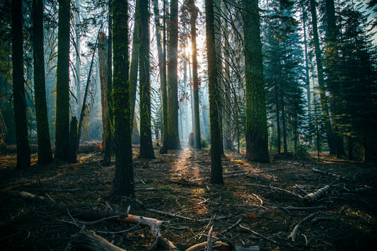 Forest Bathing: Discover the Art of Rejuvenation in Nature’s Embrace