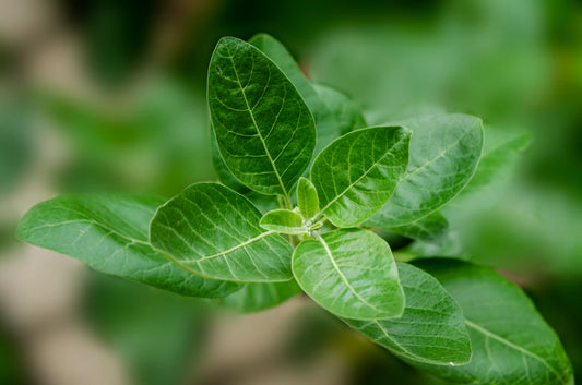 Shilajit vs Ashwagandha Which One Really Fits Your Stack