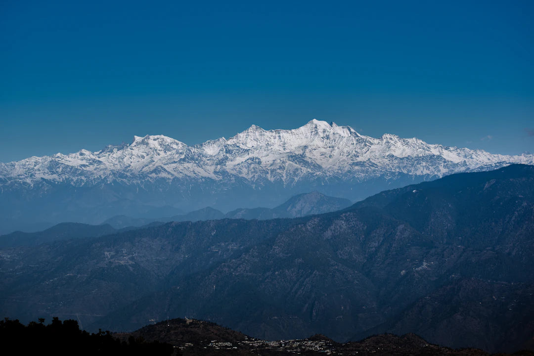 Discover Herbal Companions to Himalayan Shilajit