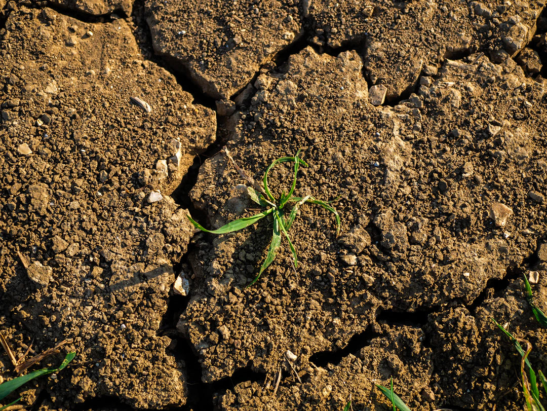 The Quiet Crisis in Your Food How Soil Depletion Is Draining Your Energy