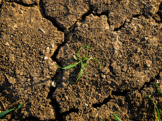 The Quiet Crisis in Your Food How Soil Depletion Is Draining Your Energy